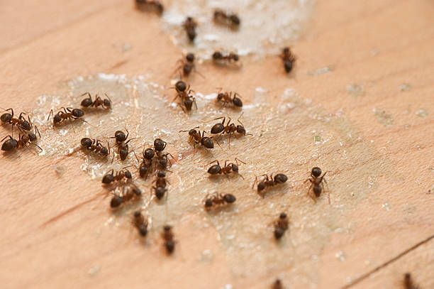Best Mosquito Control Services  in Asbury Park, NJ